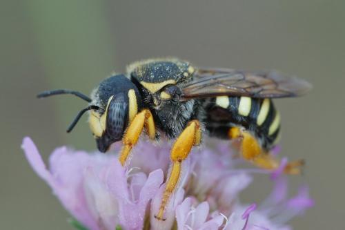 Trachusa integra
